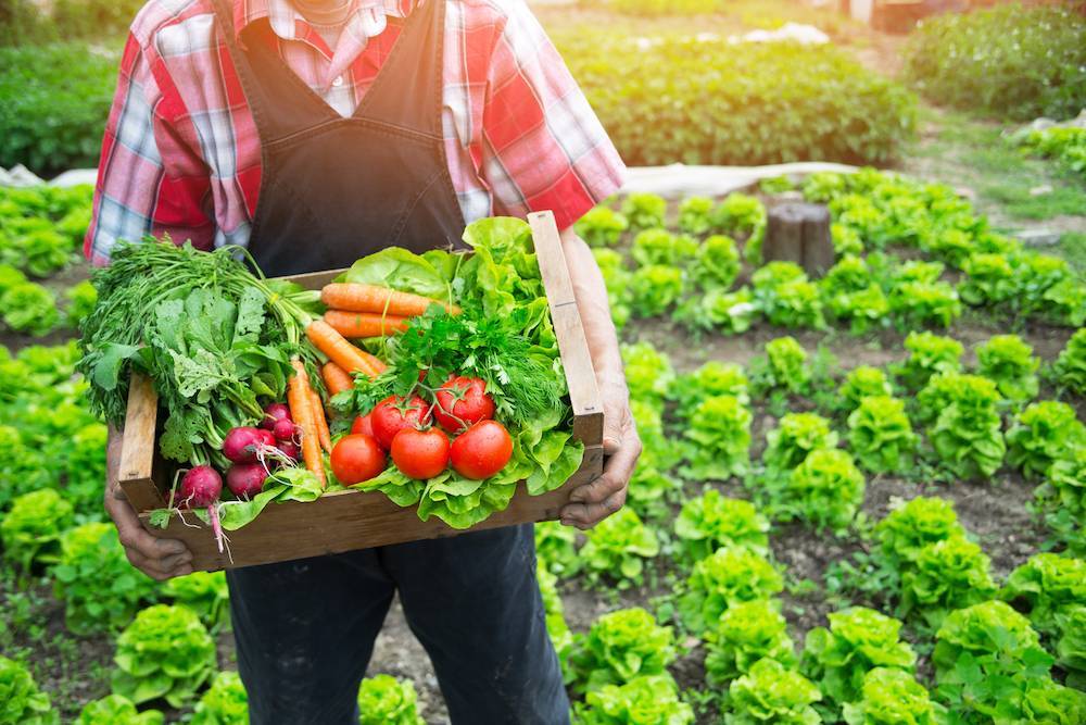 Рекомендации по выращиванию овощей в огороде